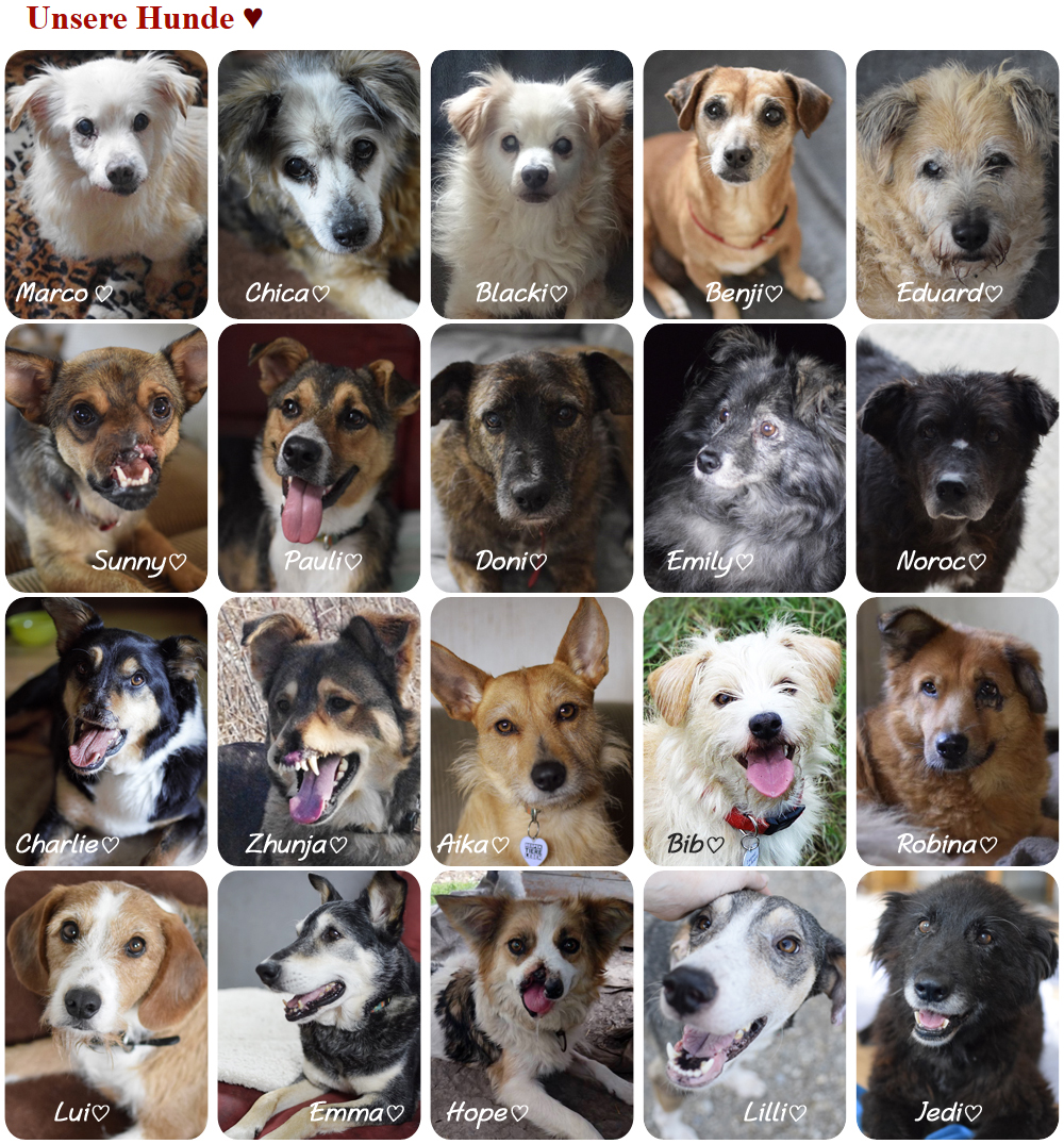 RespekTiere Leben Tierschutzhof unsere Hunde
